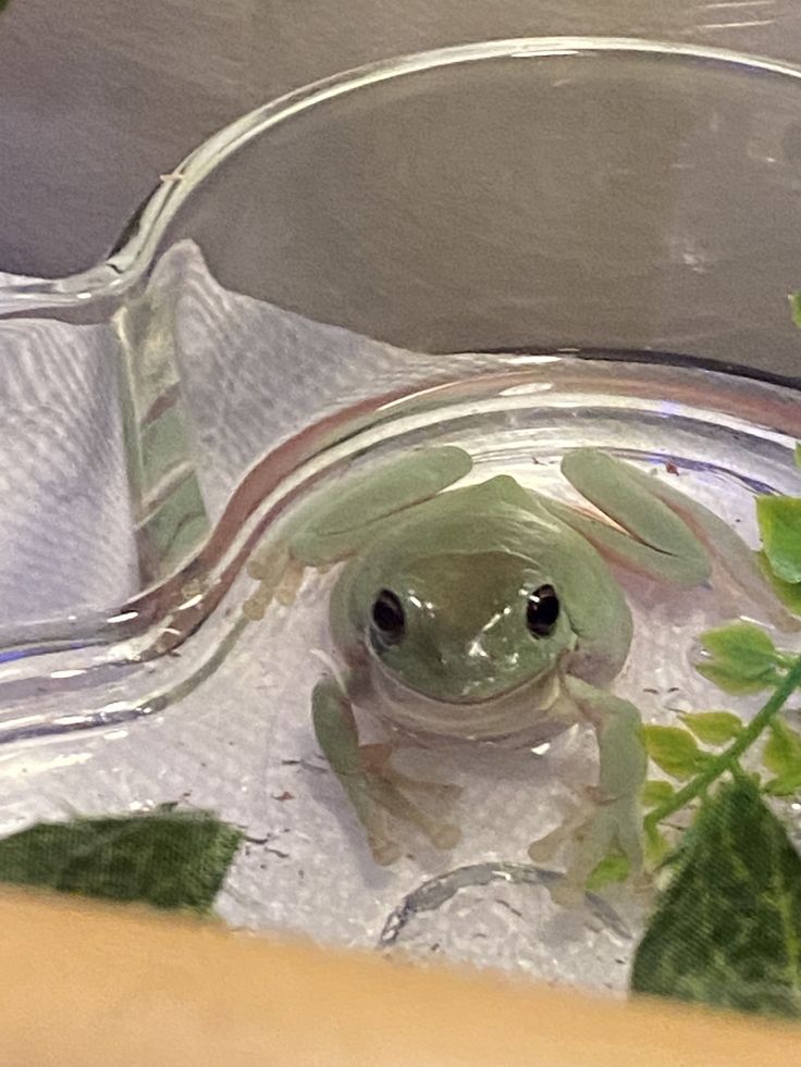 a frog is sitting in the water and looking at the camera