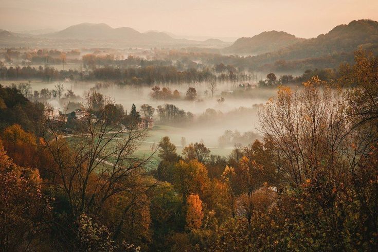 a foggy valley with trees in the foreground