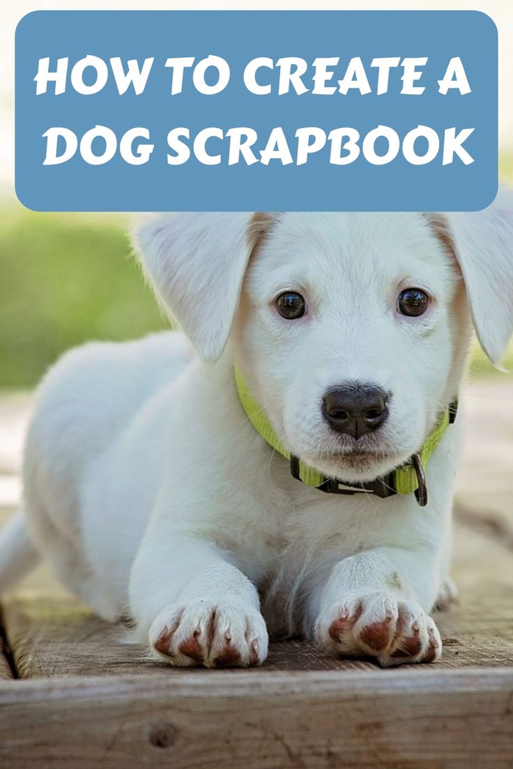 a white dog laying on top of a wooden floor with the title how to create a dog scrapbook