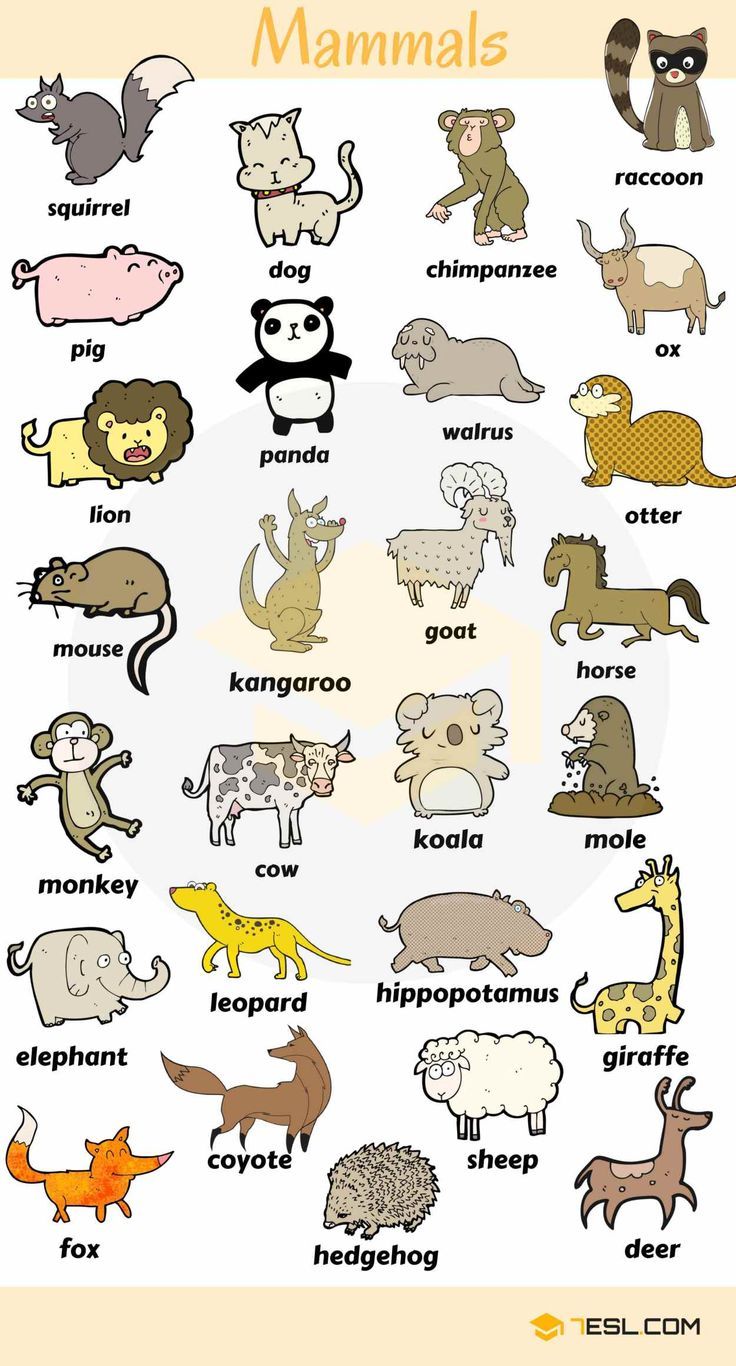 an animal chart with different types of animals