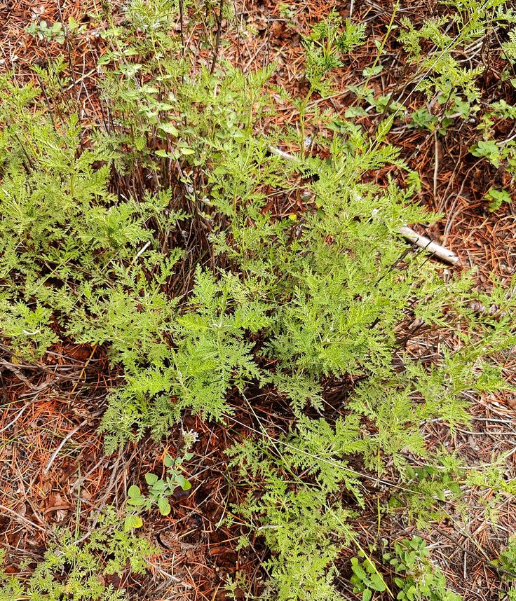 Ganga Tulsi, Gangotri: homonym or different species? Gangotri Temple, Ocimum Tenuiflorum, Nature Crown, Origanum Vulgare, Nature Based Learning, Sacred Plant, Aromatic Plant, Holy Basil, Asian Countries