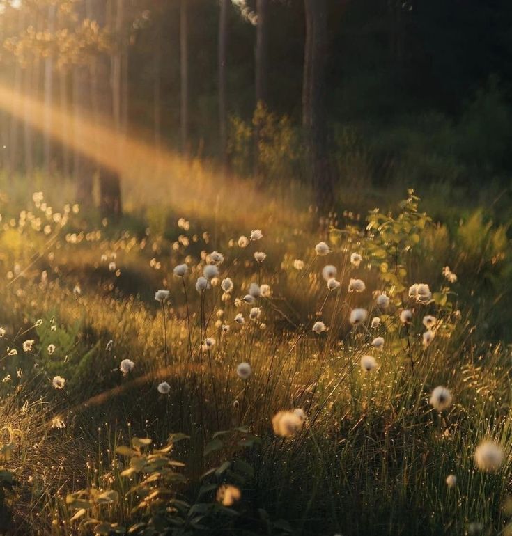 the sun shines through the trees and grass in a field full of dandelions