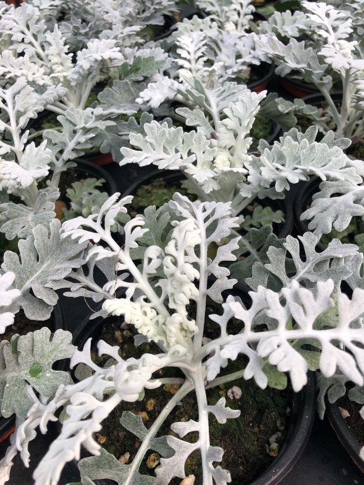 many plants are growing in black pots on the ground and one plant has white leaves