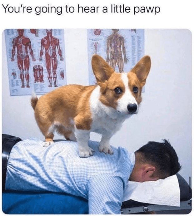 a dog standing on the back of a man's head while he looks at him