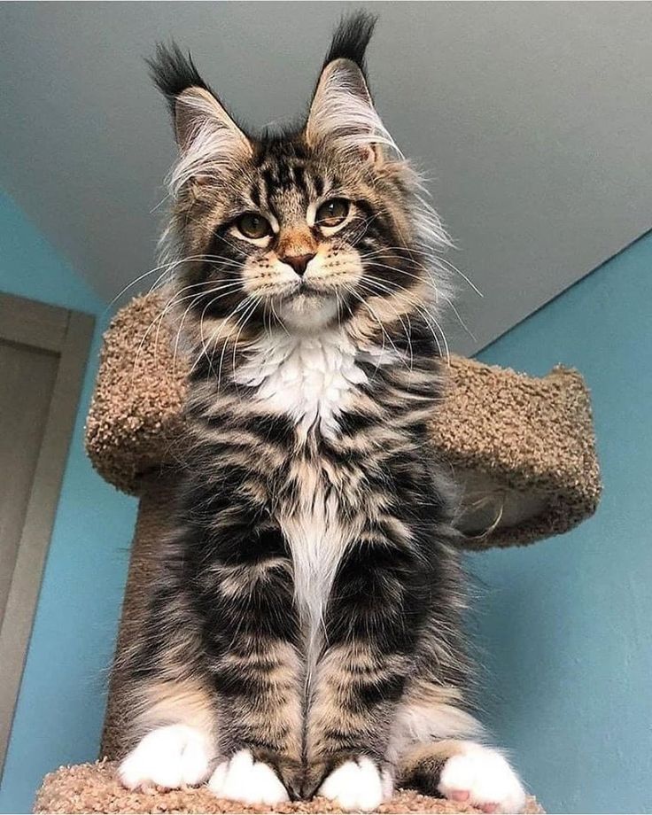 a cat sitting on top of a scratching post with it's paws up and looking at the camera