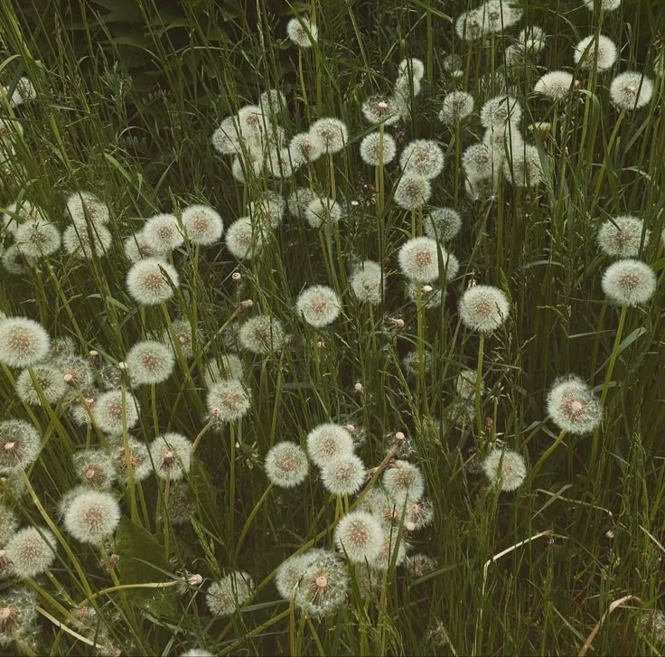 some very pretty white dandelions in the grass