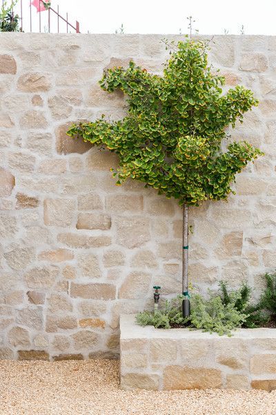 there is a small tree growing out of the side of a stone wall next to a potted plant