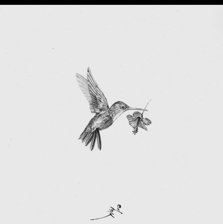 a drawing of a hummingbird flying with a flower in its beak