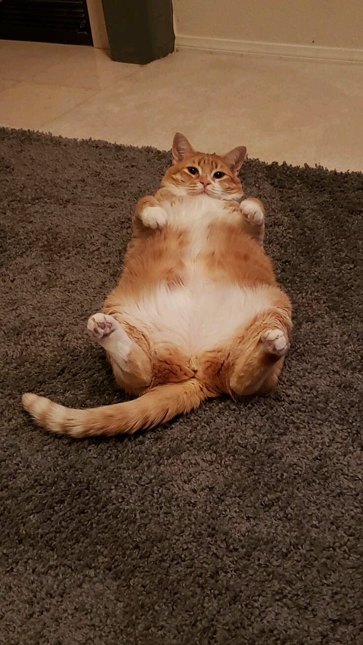 an orange and white cat laying on its back on a rug in a living room