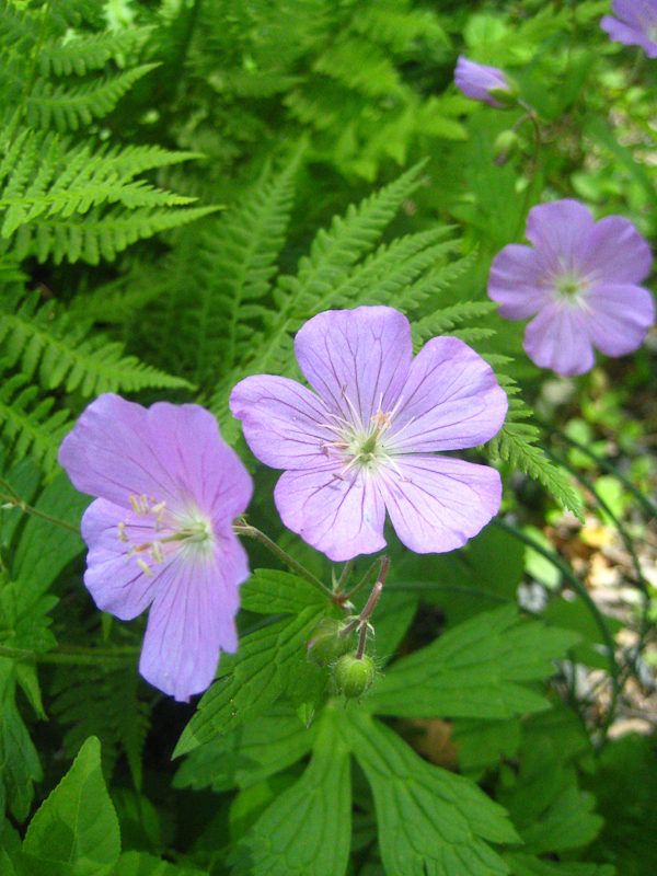 purple flowers with green leaves in the foreground and on the far side are ferns