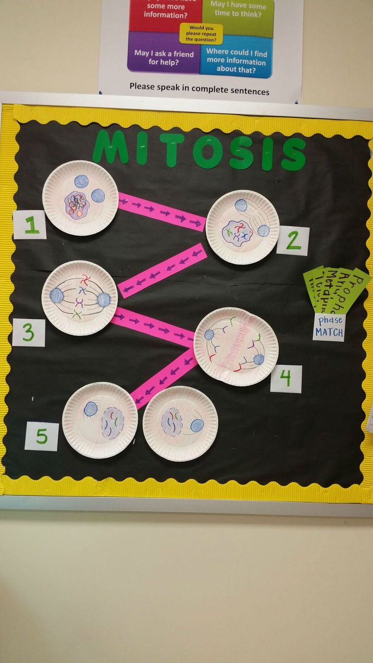 a bulletin board with paper plates on it that says mittois and is labeled in green