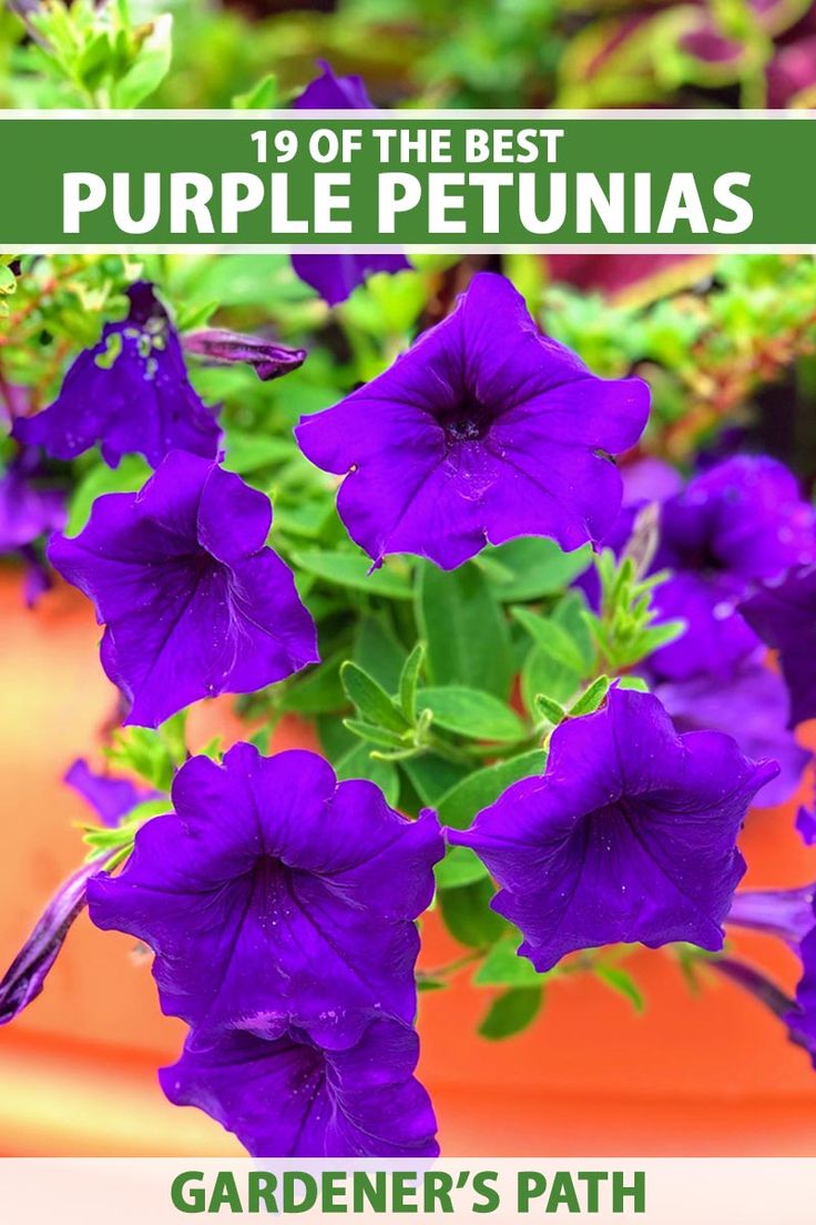 purple petunias growing in a pot with the text, 19 of the best purple petunias gardener's path