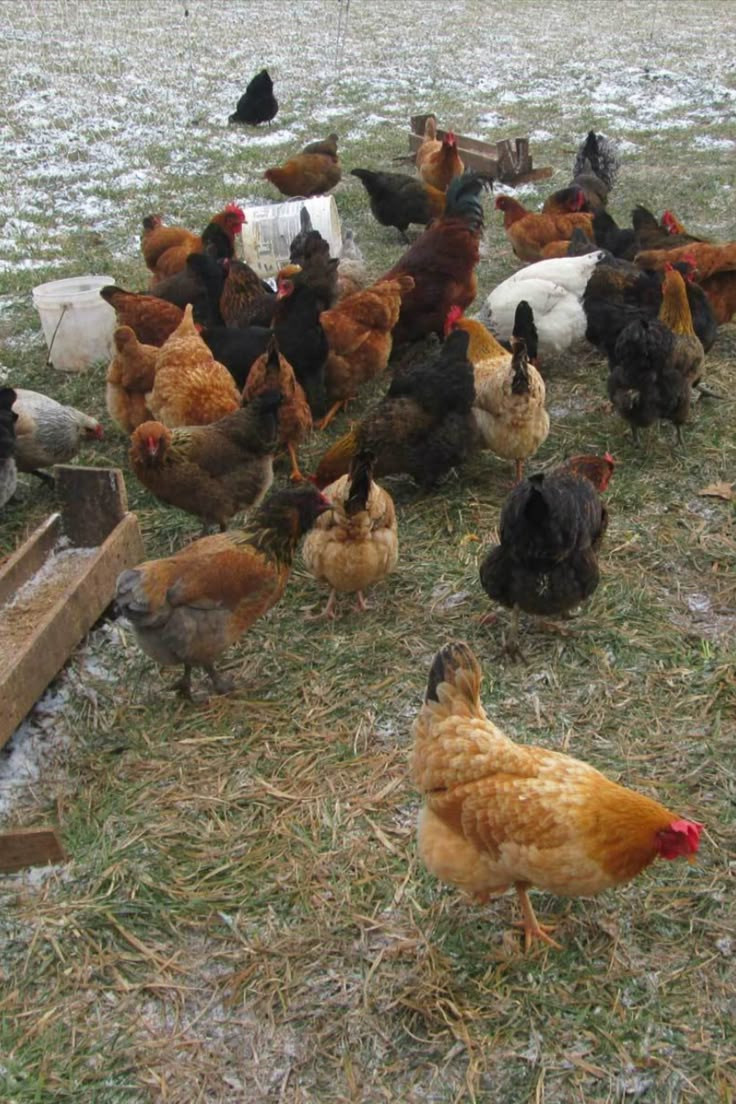 a flock of chickens standing on top of a grass covered field next to a wooden box