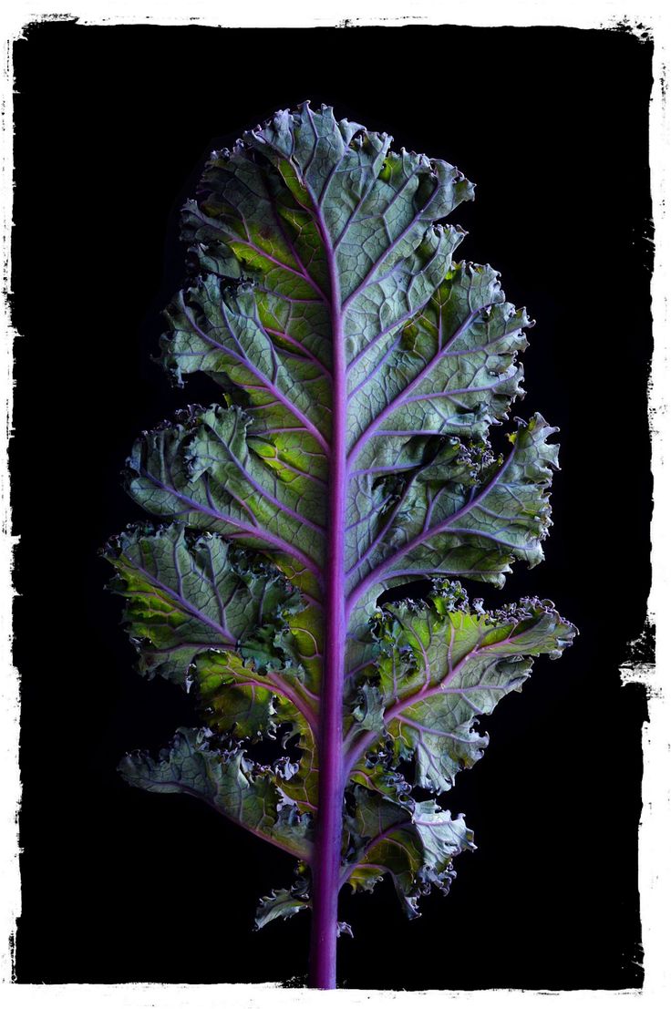 a close up of a leafy vegetable on a black background