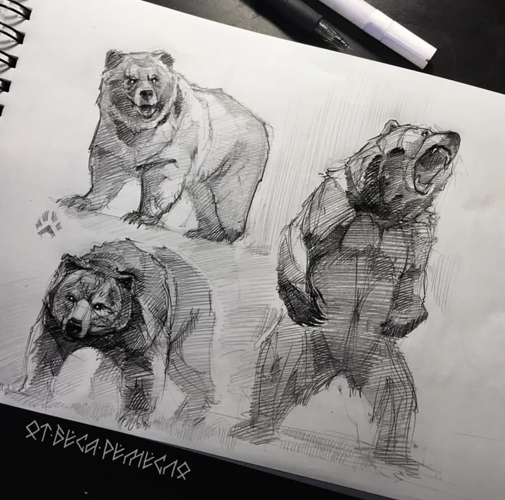 three bear sketches are shown in this drawing