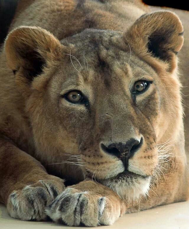 a close up of a lion laying on the ground