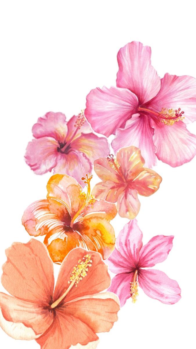 pink and yellow flowers on a white background