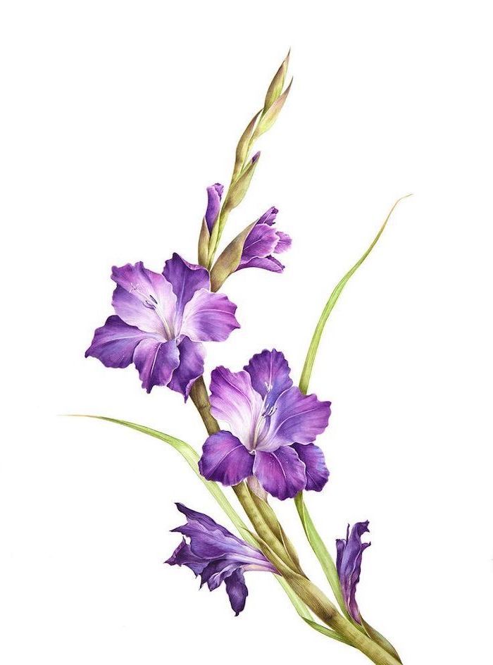 a painting of purple flowers on a white background