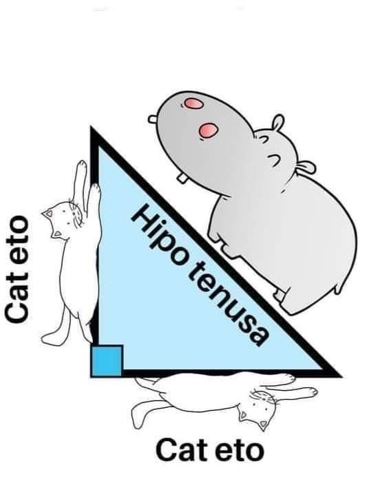 a hippo is standing on top of a triangle with the caption cateto