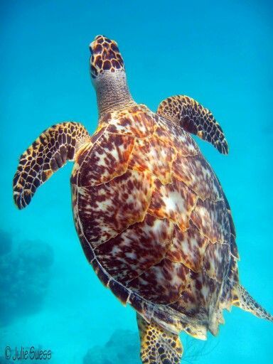 a sea turtle swimming in the blue water