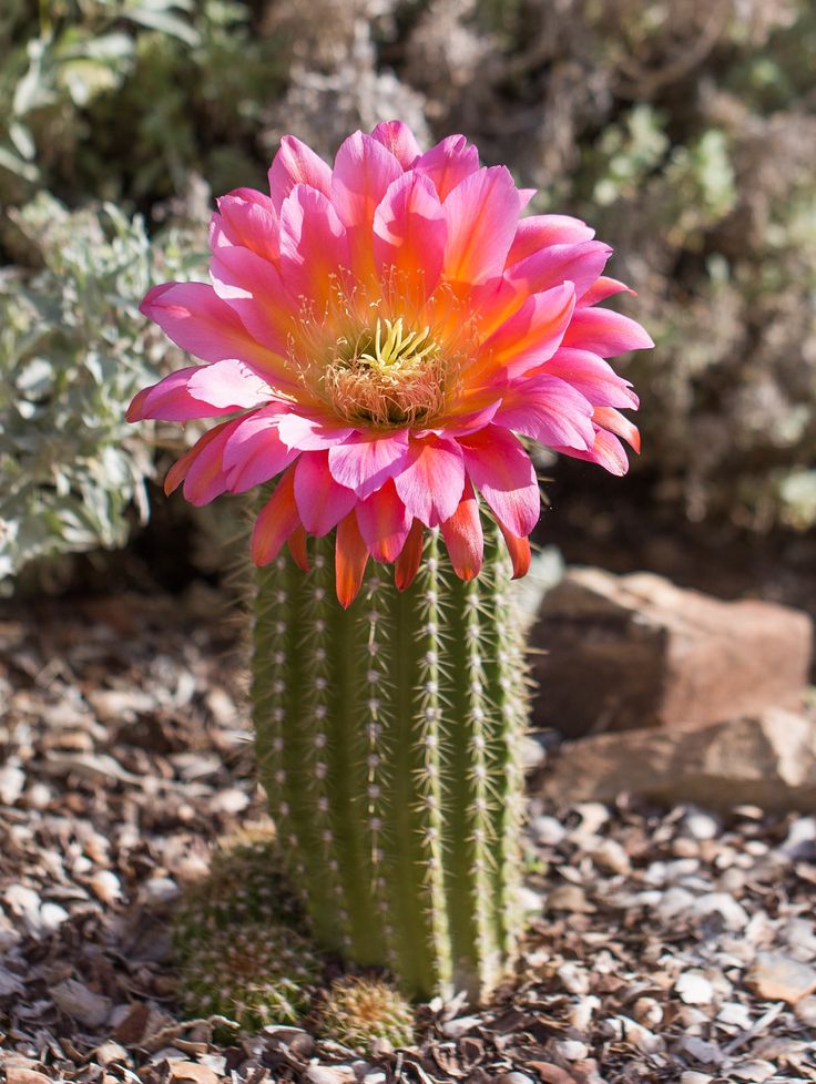 a large pink flower sitting on top of a green plant in the middle of rocks