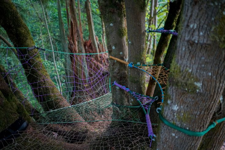 there is a net on the tree in the forest