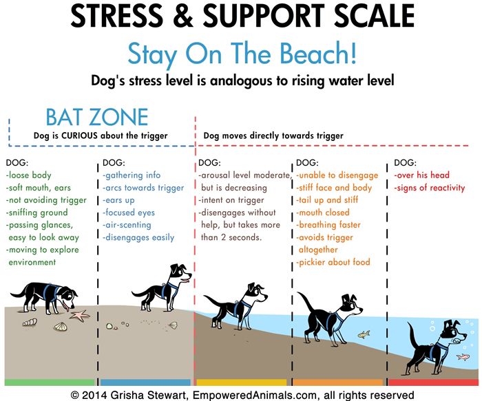 a poster with different types of dogs on the bottom and bottom half of it, including one