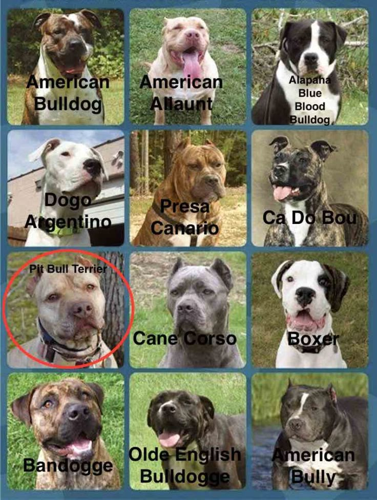 many different types of dogs with names and pictures on the front page, including one for american bulldog