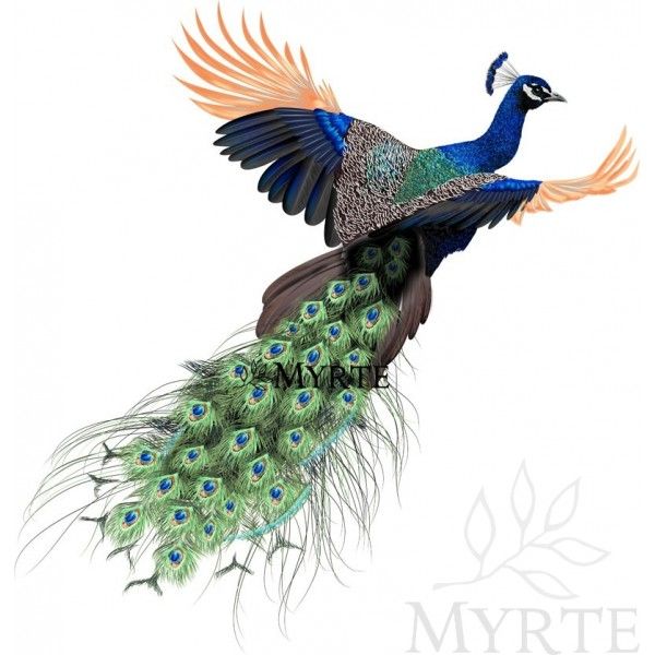 two peacocks are standing next to each other with their feathers spread out and one is displaying its tail