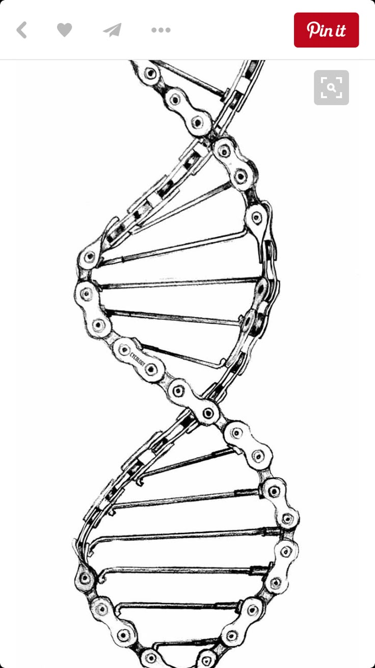 the structure of a double - stranded human cell, vintage line drawing or engraving