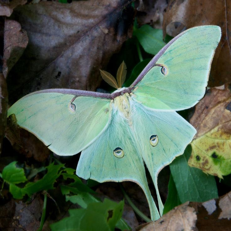 a green and white butterfly sitting on the ground