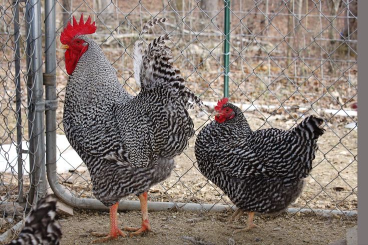 two chickens standing next to each other near a fence