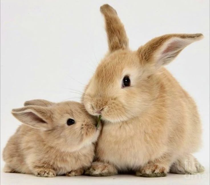 two rabbits are sitting next to each other