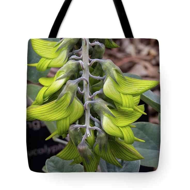 Closeup Australian Bird flower plant from Western Australia, photo on a tote bag. Several sizes, cloth bags can be washed. Great for shopping and daily bag needs. Photos from my great trip to Perth.  #totebags #reusable #recycle #mindful #shoppingbag #grocerybag #farmersmarket #bookbag Macro Photographers, Australian Plants, Daily Bag, Australian Birds, Perth Australia, The Tote Bag, Walking In Nature, Flower Plant, Indian Ocean