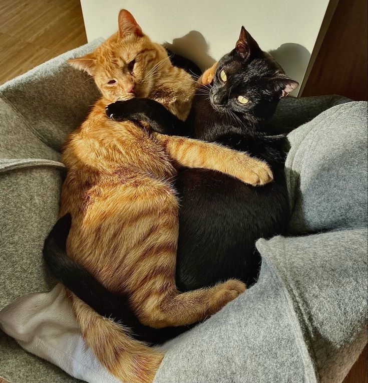 two cats laying on top of each other in a cat bed with their eyes closed