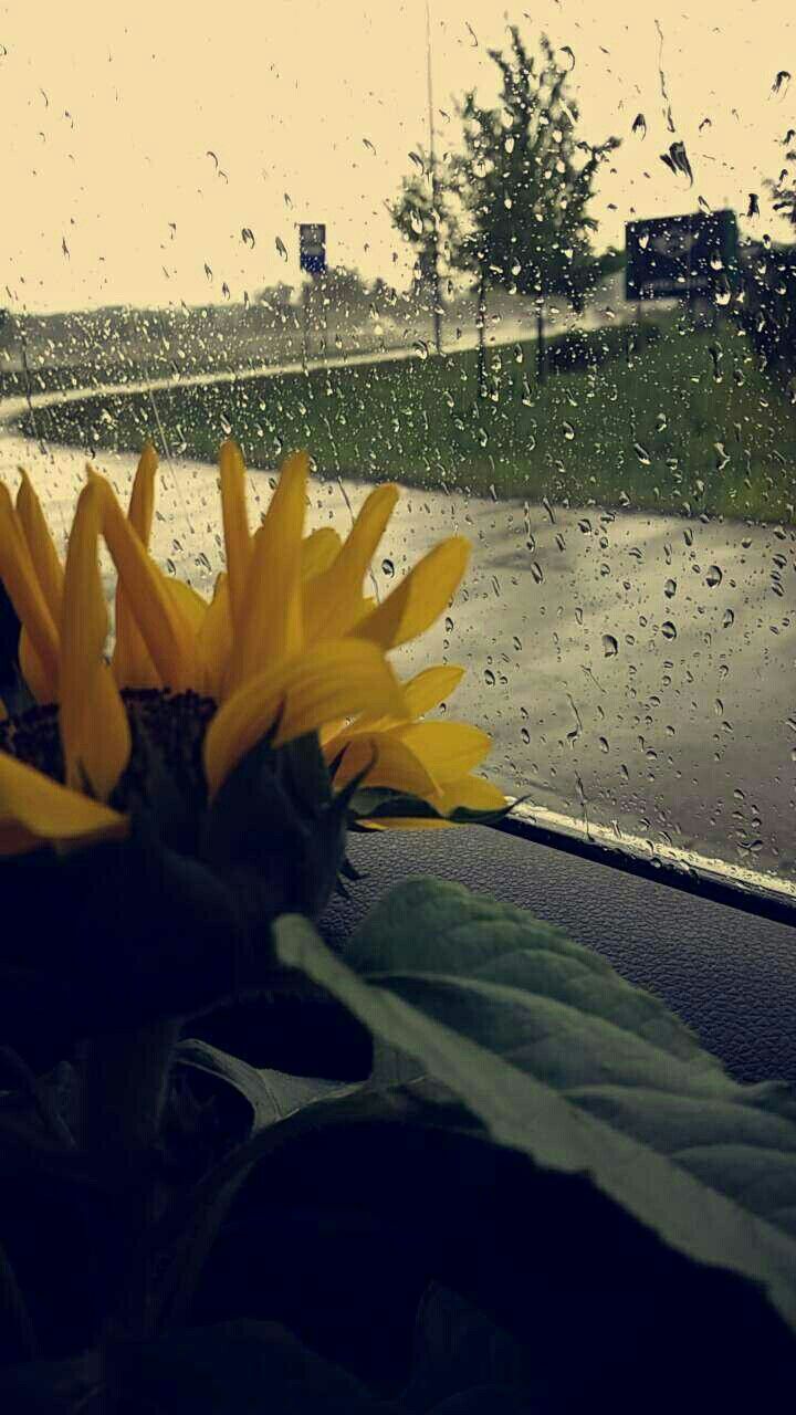 a sunflower sitting on the dashboard of a car in front of a rain soaked window