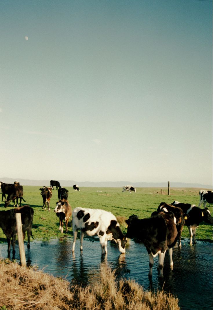 a herd of cows standing on top of a lush green field next to a river