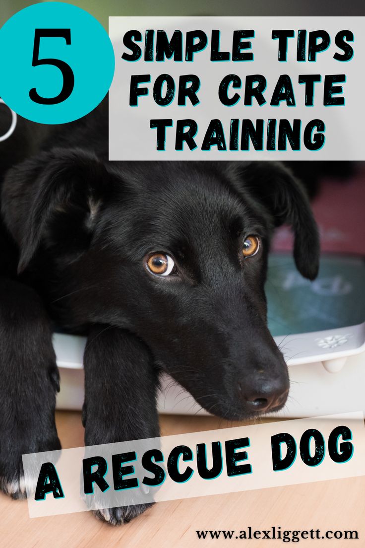 a black dog laying on top of a table with text overlay reading 5 simple tips for crate training