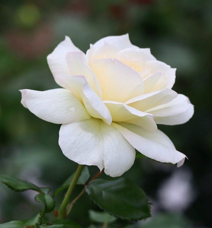 a white rose with green leaves in the background