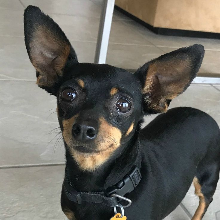 a small black and brown dog with a tag on it's collar looking at the camera