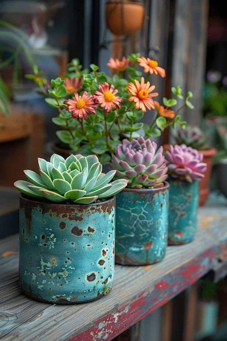 three pots filled with succulents sitting on top of a wooden table next to other potted plants