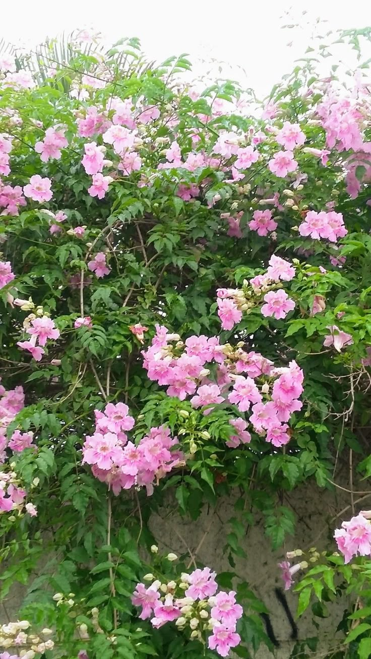 pink flowers growing on the side of a building