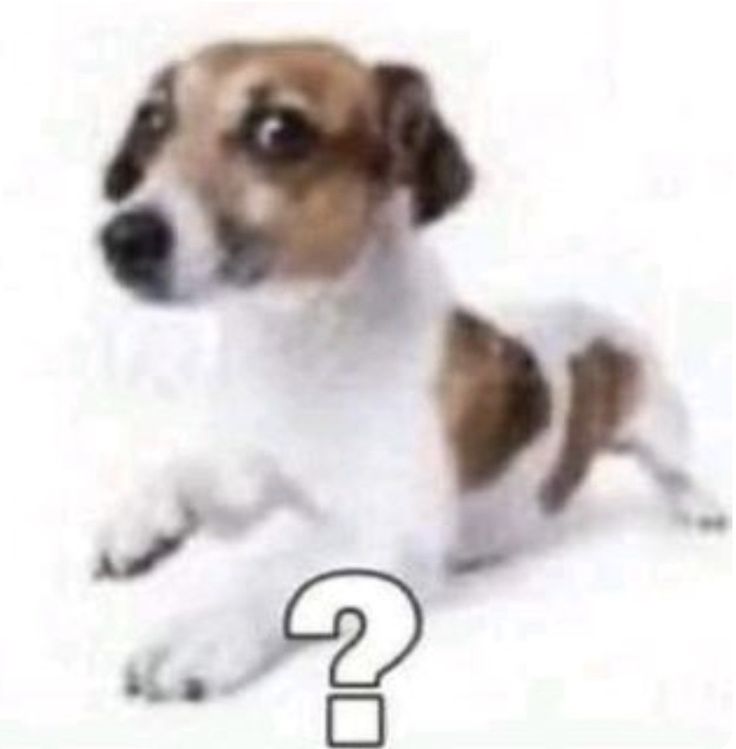 a brown and white dog sitting next to a question mark