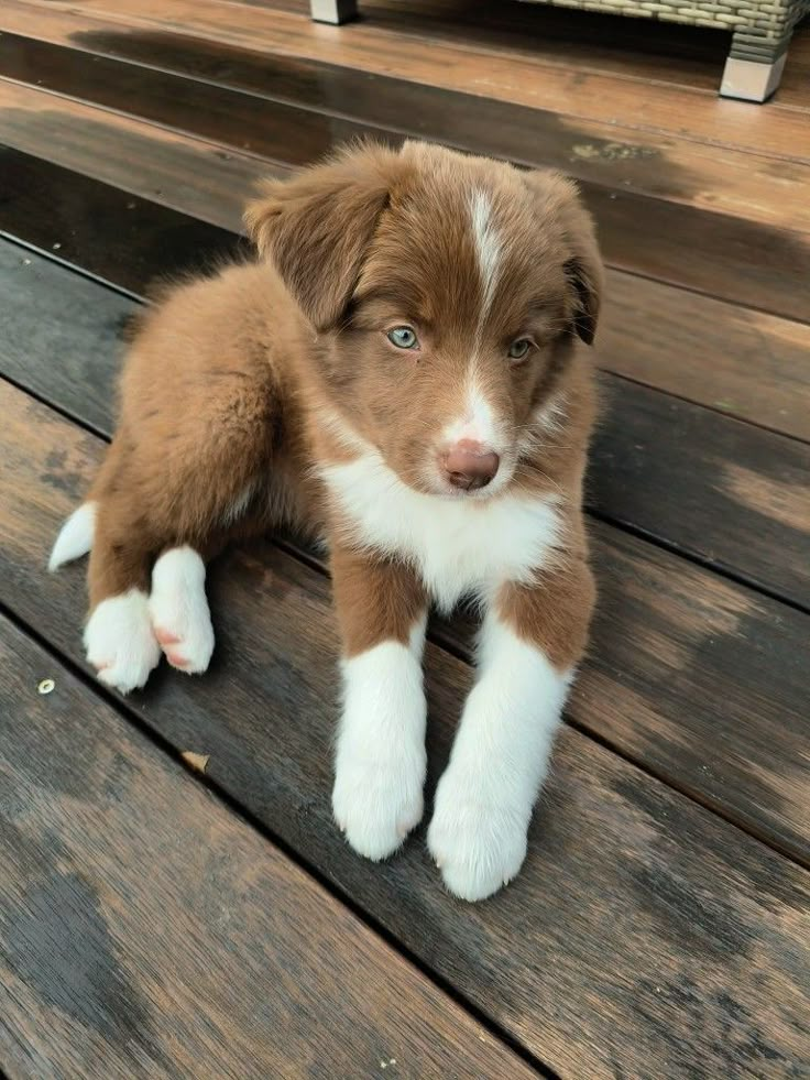 a brown and white puppy sitting on top of a wooden floor next to a bench