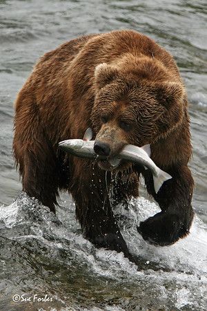 a large brown bear holding a fish in its mouth while standing on top of a body of water