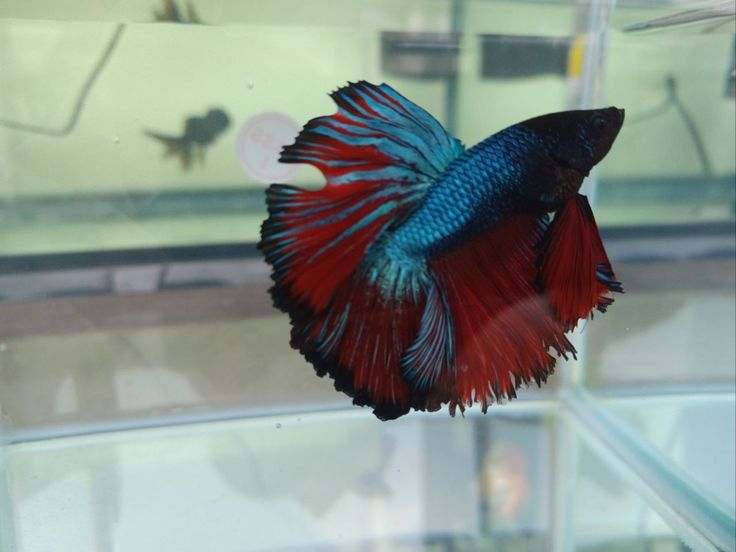 a red and blue fish in a tank