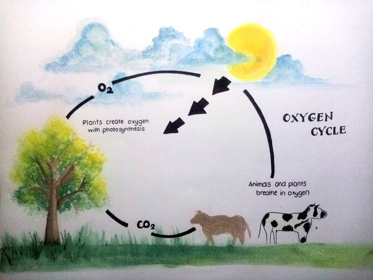 the cycle of life is depicted in this drawing