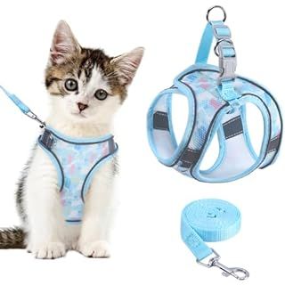 a small kitten wearing a harness and leash