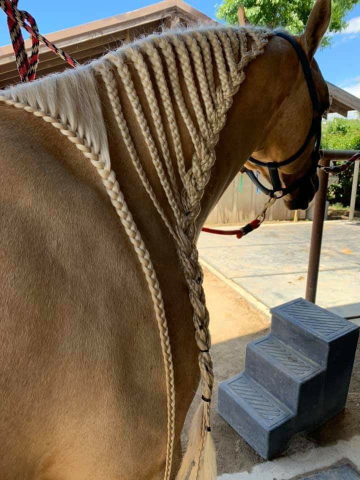 a close up of a horse's head and bridle