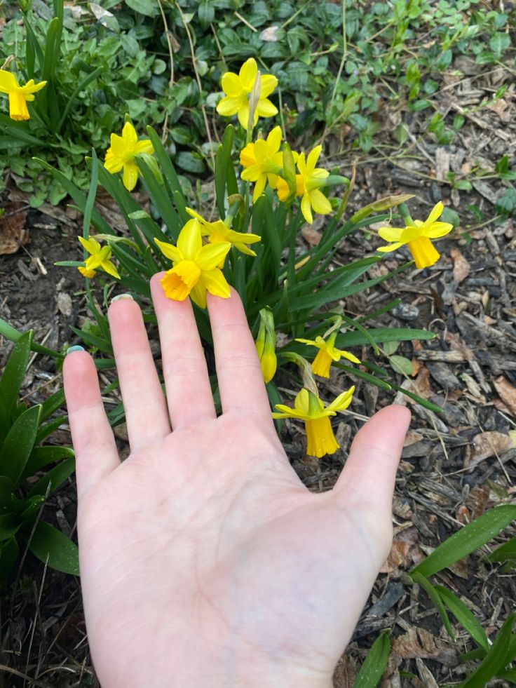 a person's hand reaching out towards some yellow flowers